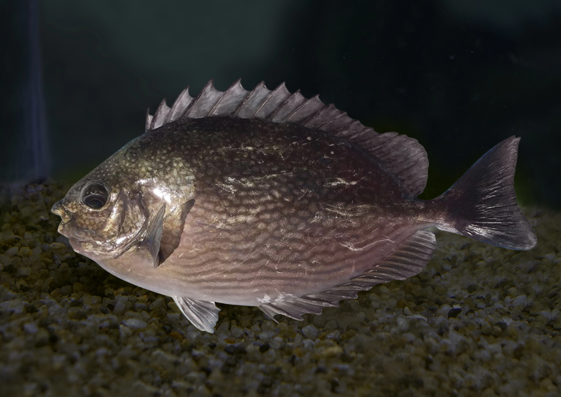 Rabbitfish
