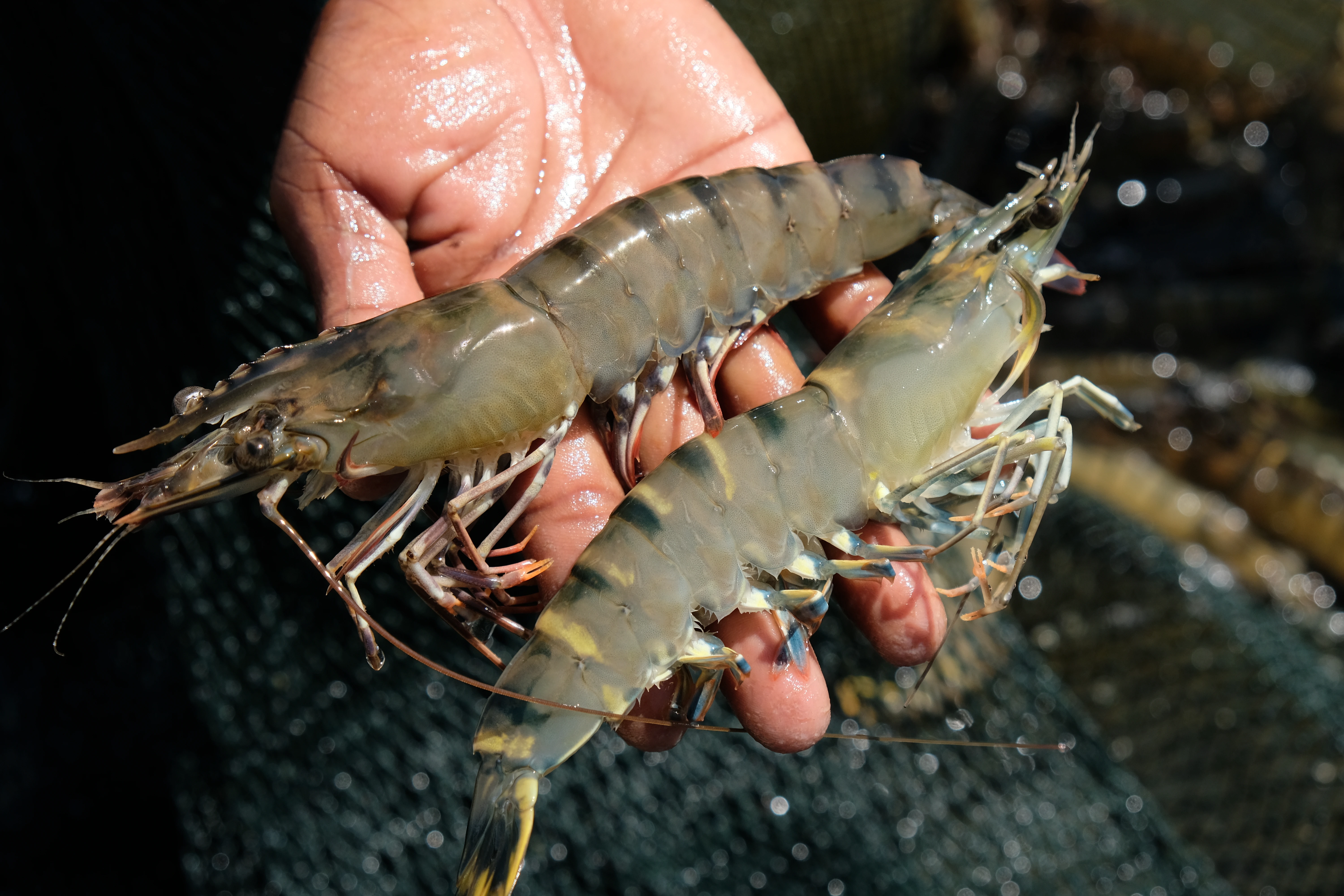 Tiger Prawns