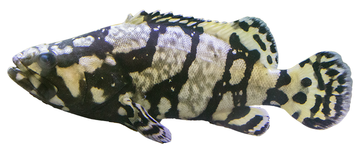 Orange-Spotted Spinefoot