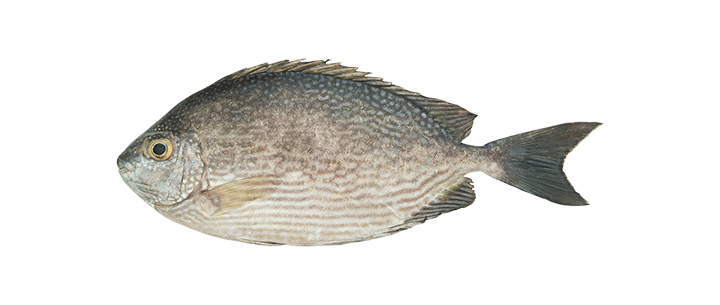 Streaked Spinefoot